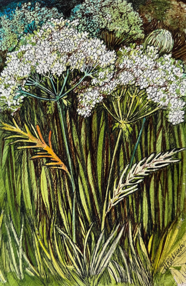 Queen Annes - Drawing a Day #232 by Helen R Klebesadel 