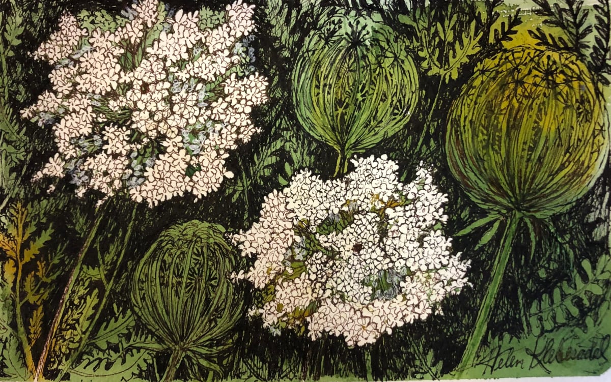 Queen Anne's Lace I -Drawing A Day #77 by Helen R Klebesadel 