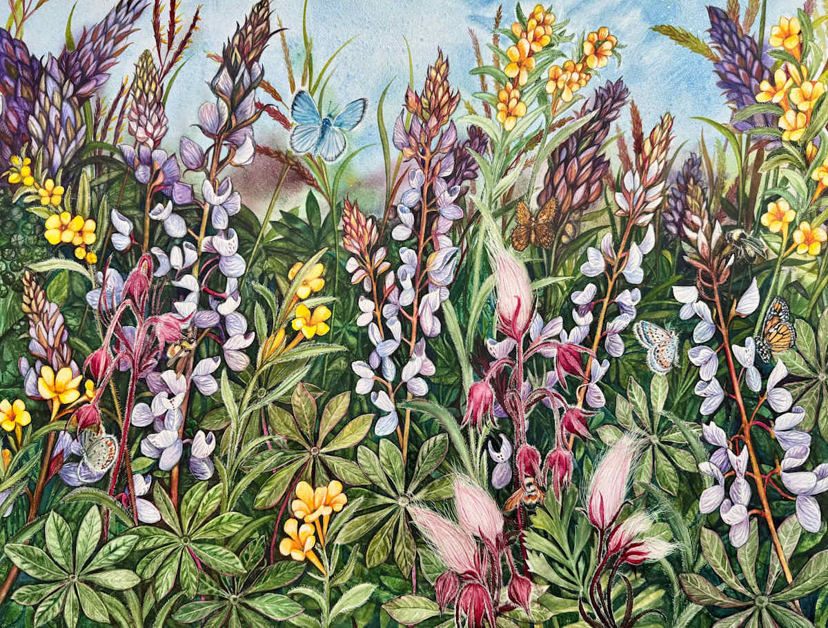Greeting Card -  Lupine Prairie by Helen R Klebesadel 
