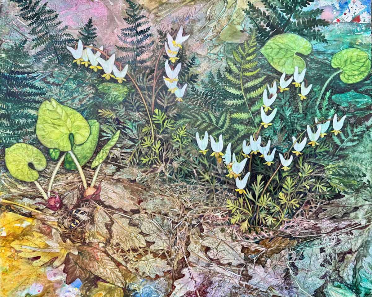 Greeting Card:  Dutchman's Breeches and Wild Ginger I by Helen R Klebesadel 