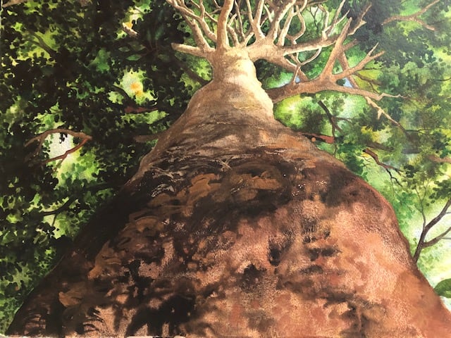 Old Growth by Helen R Klebesadel 