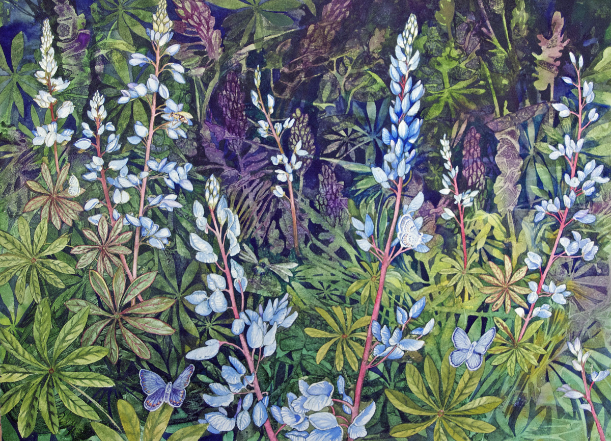 Karners Love Lupine by Helen R Klebesadel 