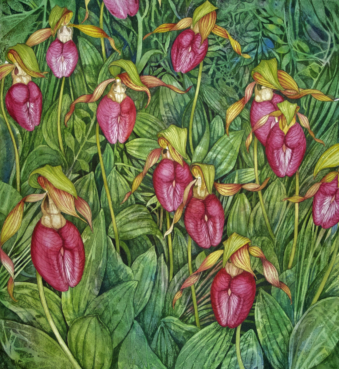 Moccasin Flower Feild by Helen R Klebesadel 