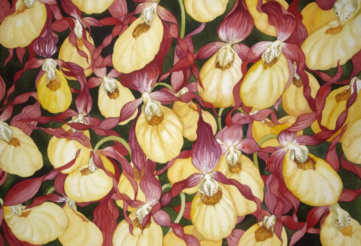 Yellow Ladyslippers III by Helen R Klebesadel 