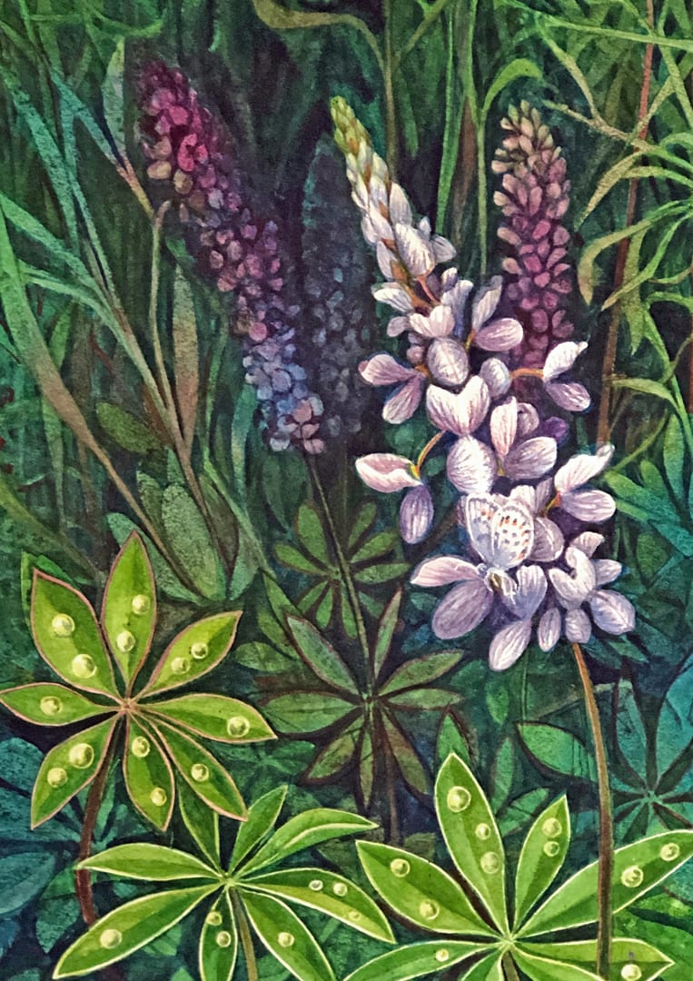 Wild Lupine Study an original watercolor on paper 