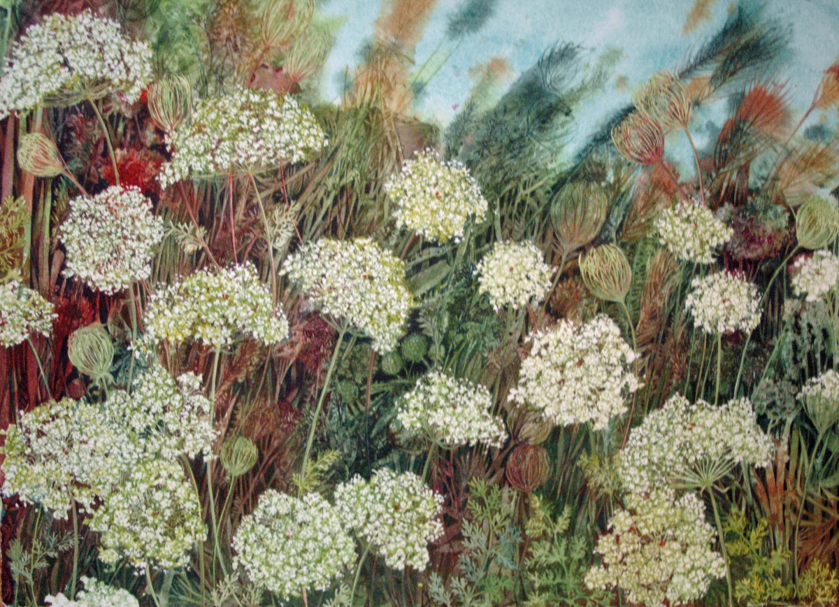 Queen Anne's Lace Prairie an original watercolor by Helen R Klebesadel 