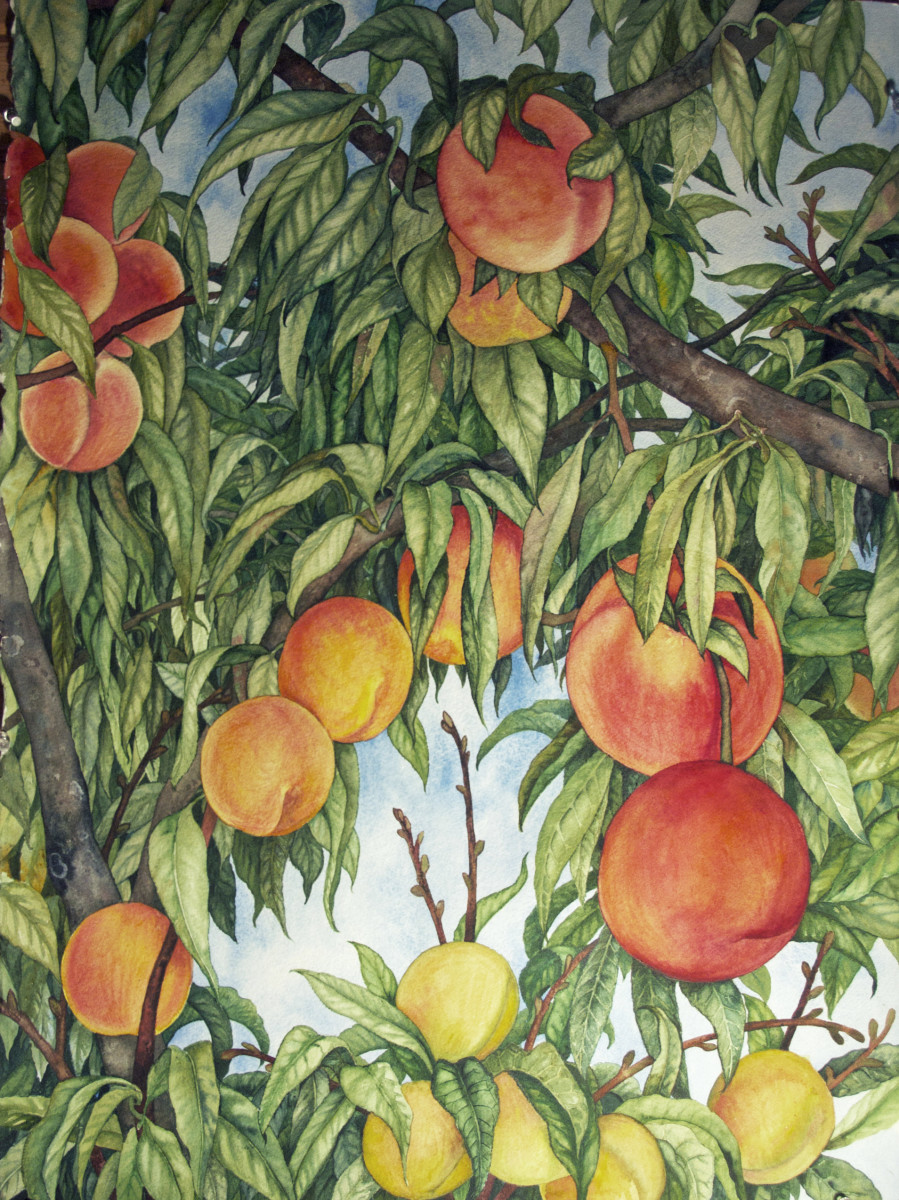 Peaches by Helen R Klebesadel 