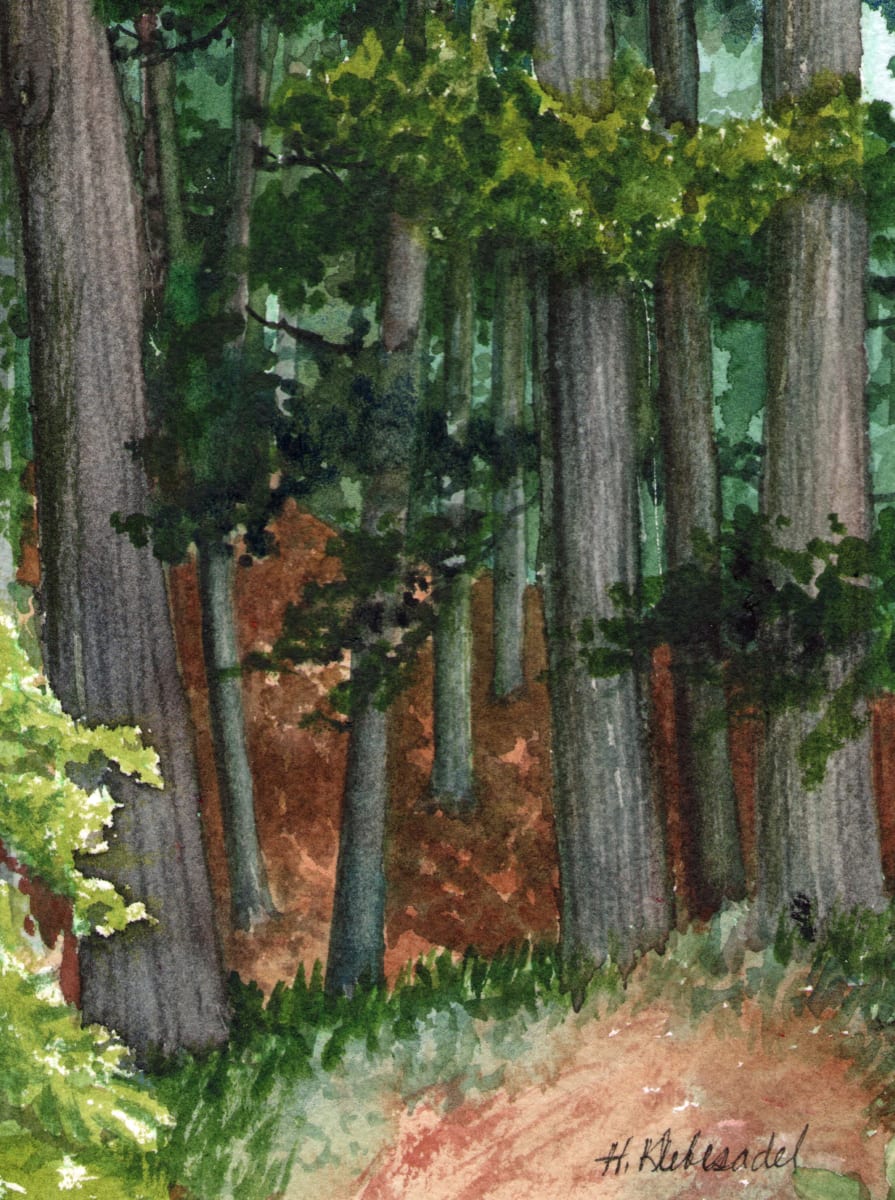 Pine Walk Study II an original watercolor by Helen R Klebesadel 
