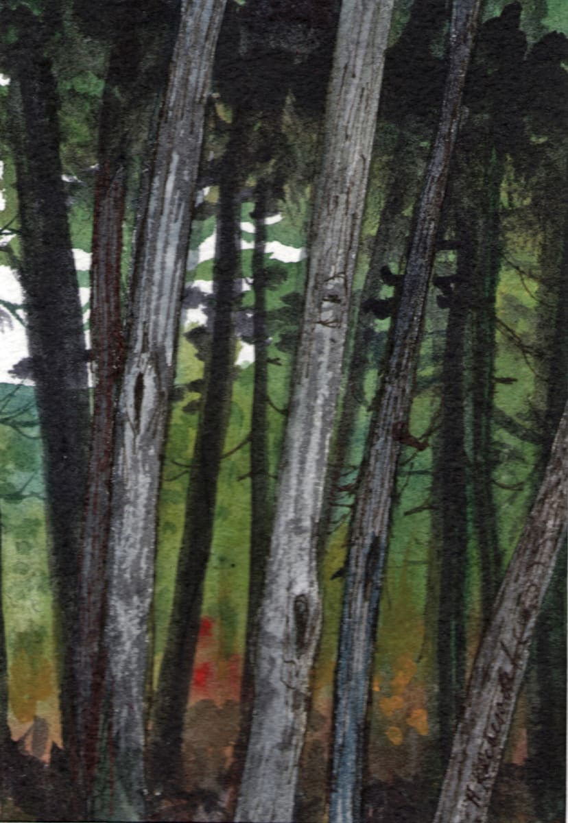 Pine Walk I an original watercolor by Helen R Klebesadel 