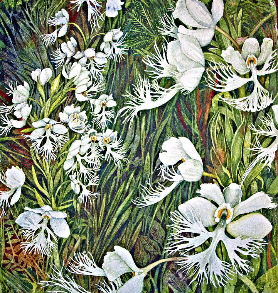 Fringed Prairie Orchid Feild by Helen R Klebesadel 