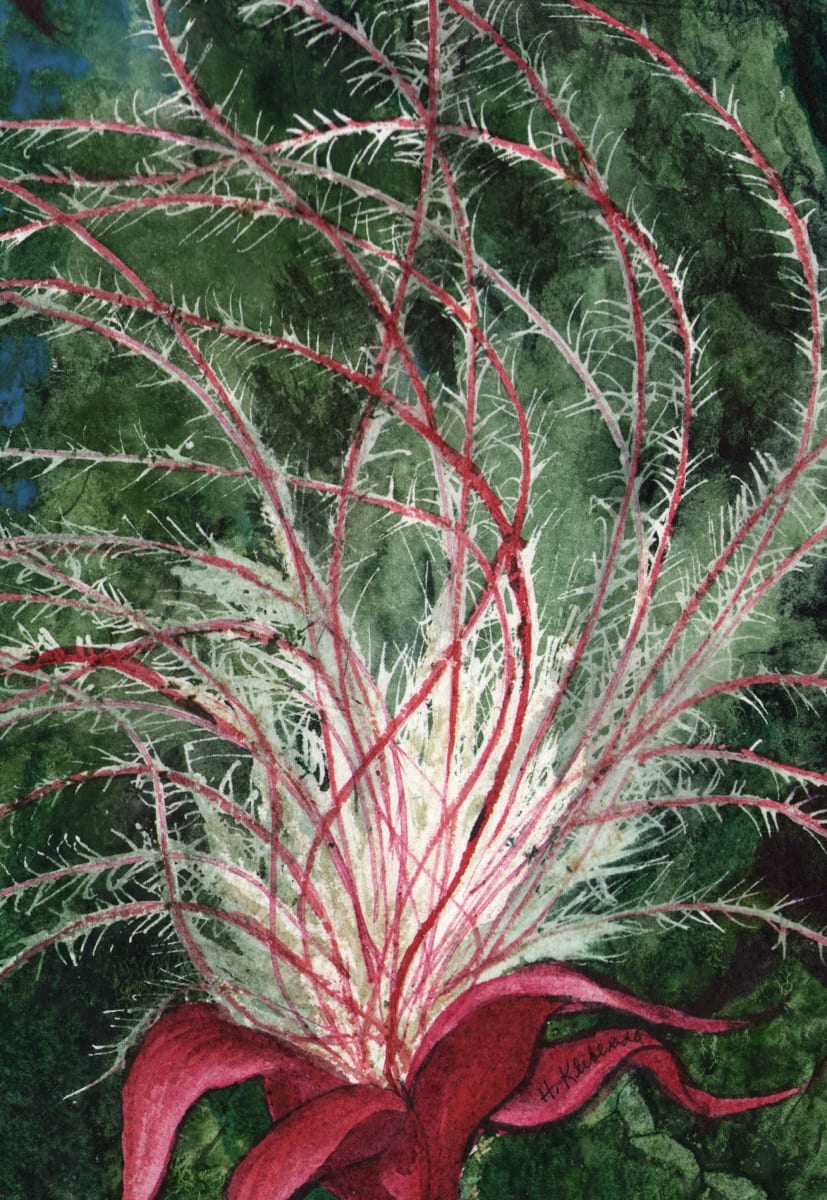 Prairie Smoke Study an original watercolor 