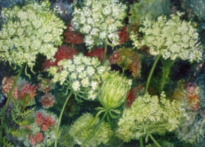 Queen Anne's Lace Study III an original watercolor by Helen R Klebesadel 