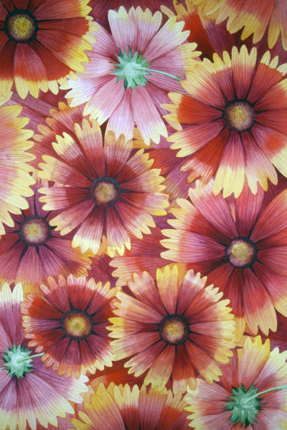 Blanketflower IV by Helen R Klebesadel 