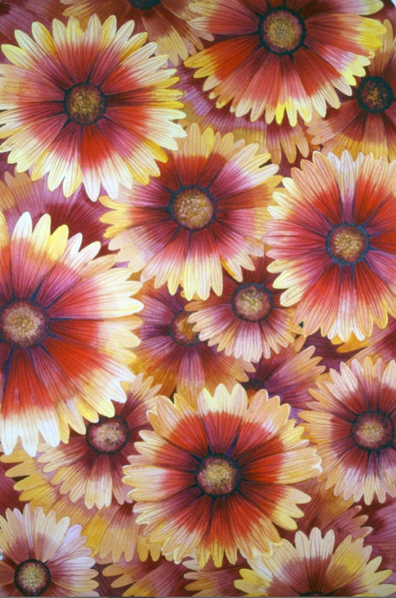 Blanket Flower I by Helen R Klebesadel 