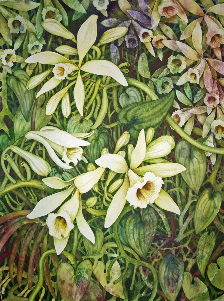 Vanilla Orchid I by Helen R Klebesadel 