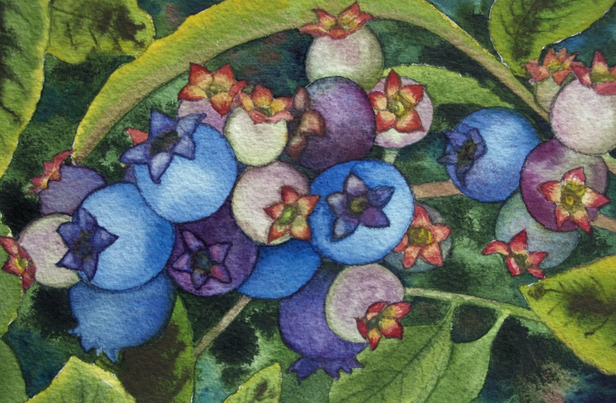 Wild Blueberries II by Helen R Klebesadel 
