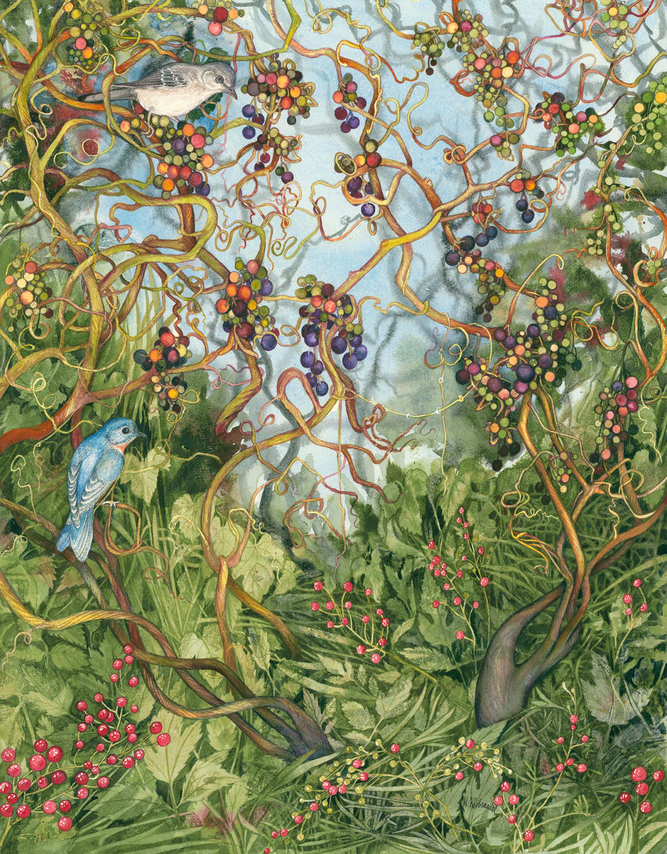 Wild Grapes, Baneberries and Birds limited edition giclee print of an original watercolor by Helen R Klebesadel 