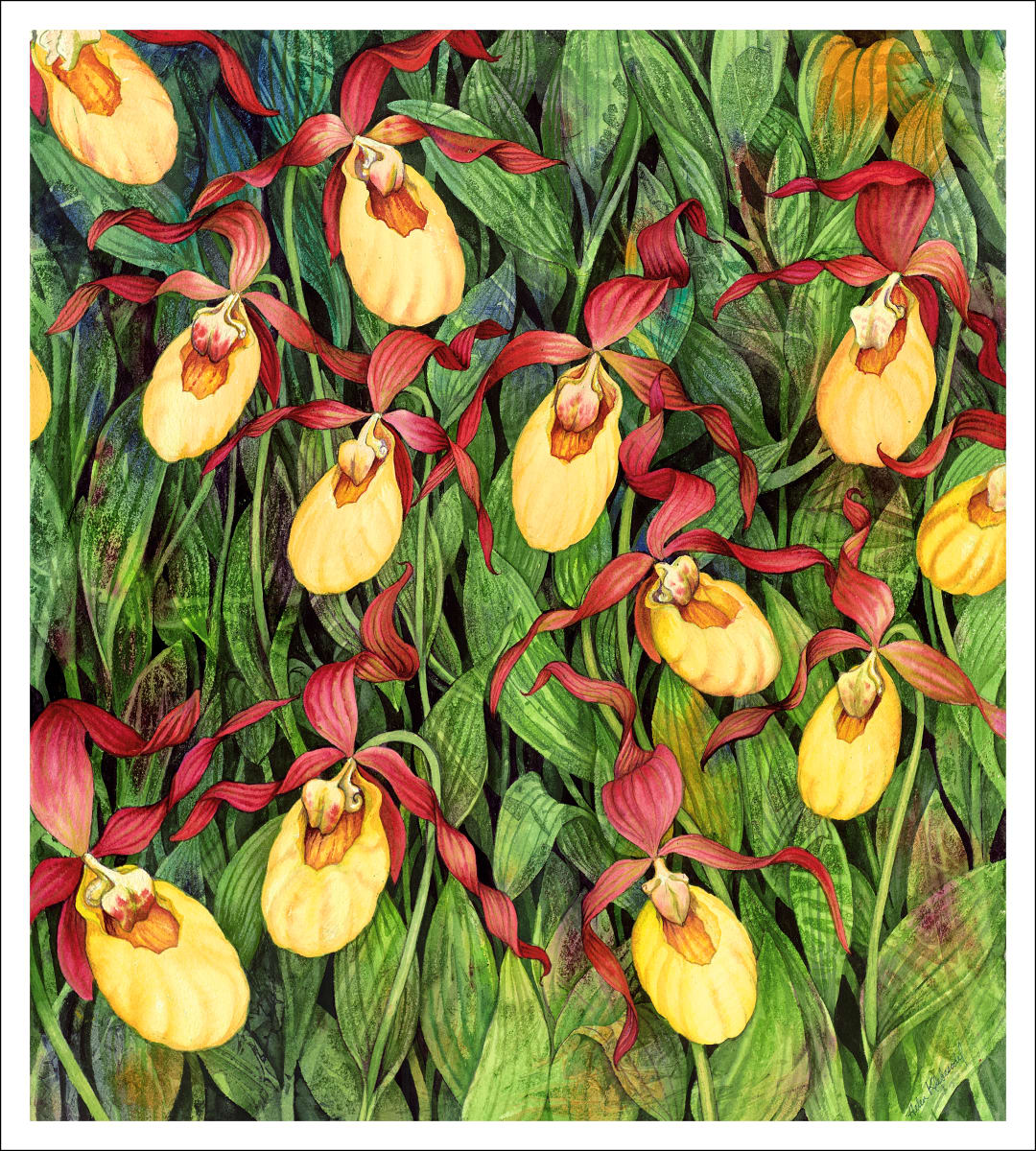 Yellow Ladyslippers is a limited edition giclee print of an original watercolor 