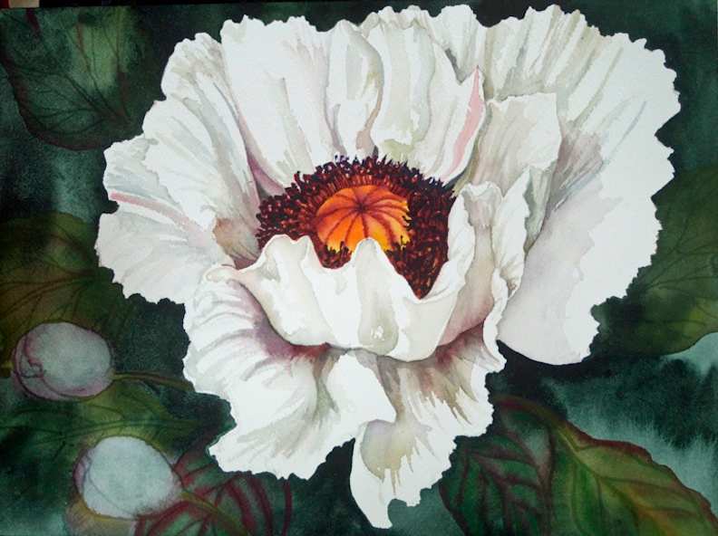 The Last White Poppy limited edition giclee print of an original watercolor 5/100 by Helen R Klebesadel