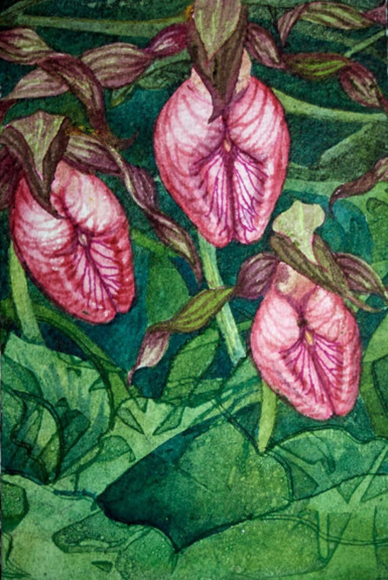 Pink Lady's Slipper (Moccasin Flower) II by Helen R Klebesadel 