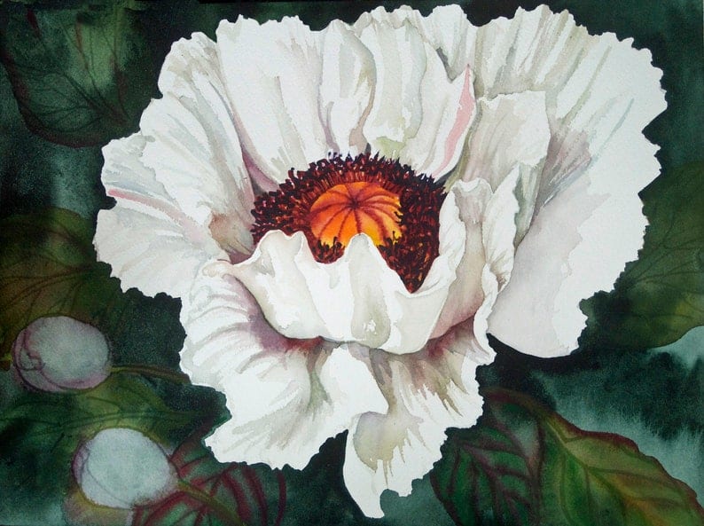 The Last White Poppy  a limited giclee print of an original watercolor 