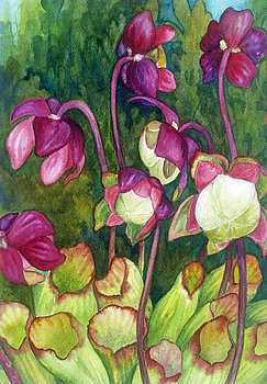 Pitcher Plant Flowers by Helen R Klebesadel 