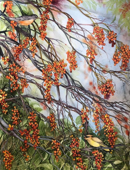American Bittersweet, Robin and Cedar Waxwing an original watercolor by Helen R Klebesadel 