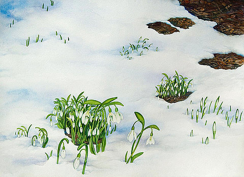 Spring Snow Drops by Helen R Klebesadel 