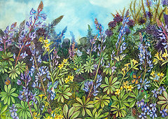 Wild Lupine and  Hoary Poocan by Helen R Klebesadel 