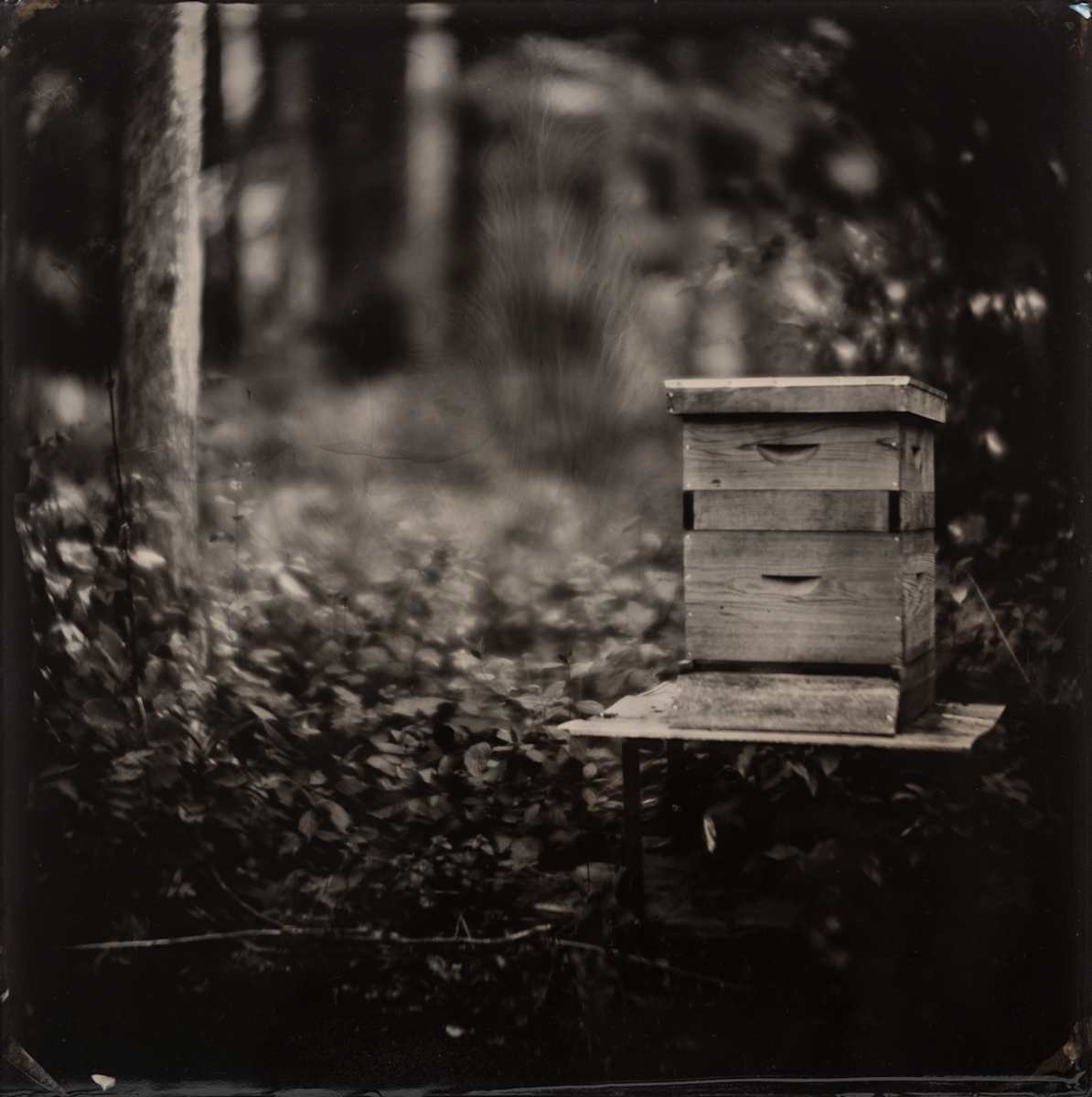 Beehive by Daniel Afzal, Image 1.