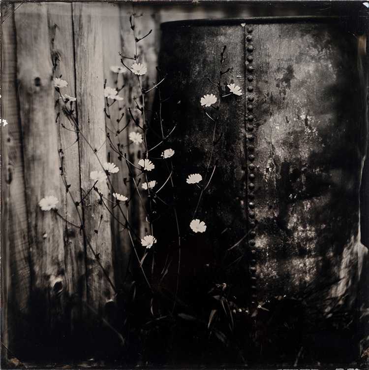 Chicory and Water Barrel by Daniel Afzal, Image 1.