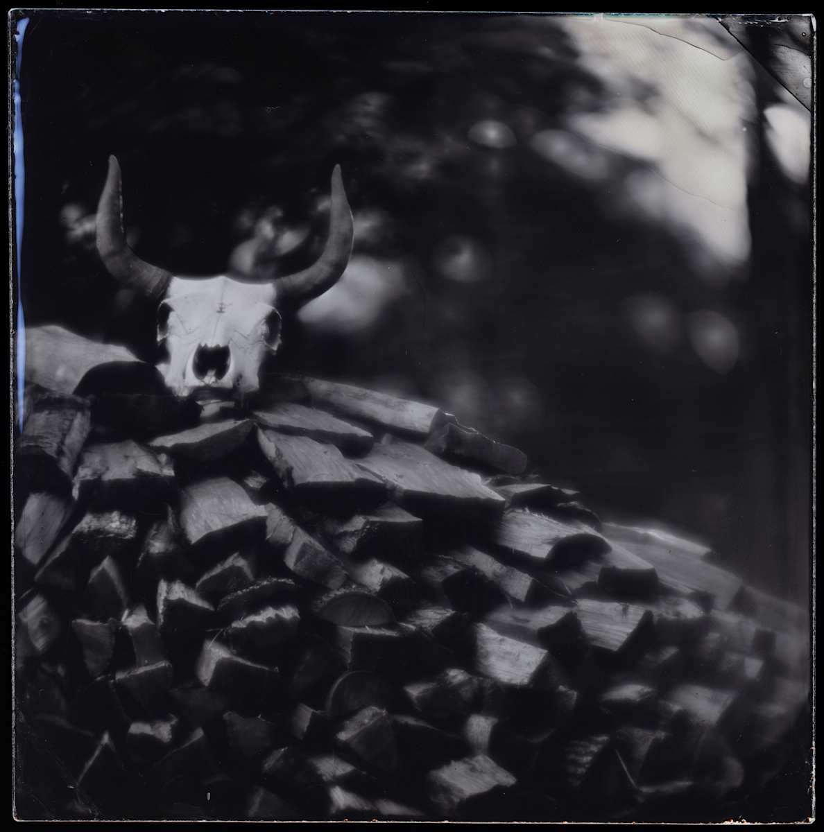 Skull with logs by Daniel Afzal, Image 1.