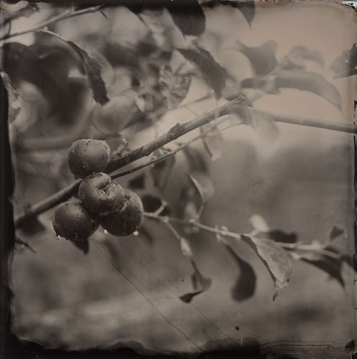 Apples after the Summer rain by Daniel Afzal, Image 1.
