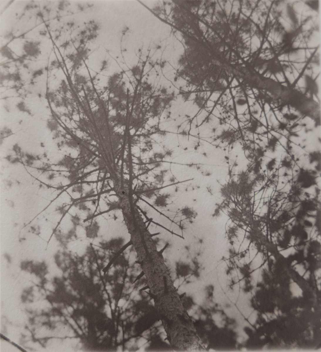 Early Spring, Looking Up to See by Daniel Afzal, Image 1.