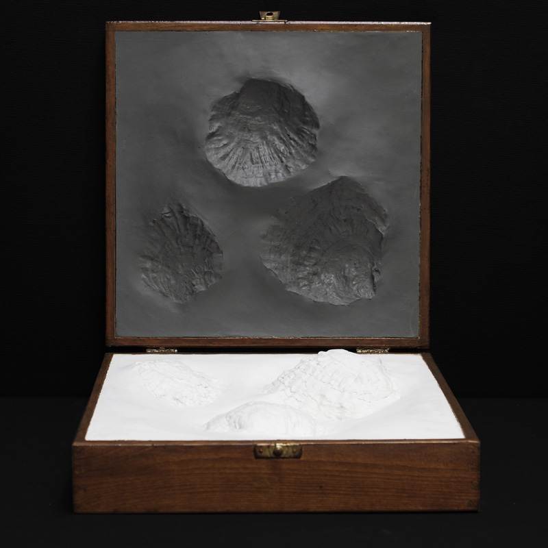 Coffret aux morphogénèses #1 by Thomas Tronel Gauthier 