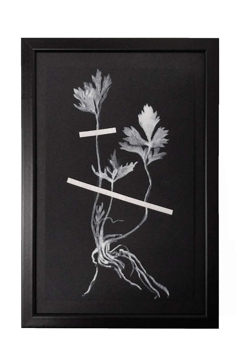 Dessin d'herbier #1 by Thomas Tronel Gauthier 