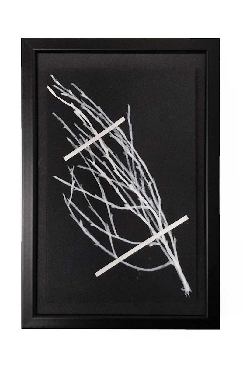 Dessin d'herbier #3 by Thomas Tronel Gauthier 