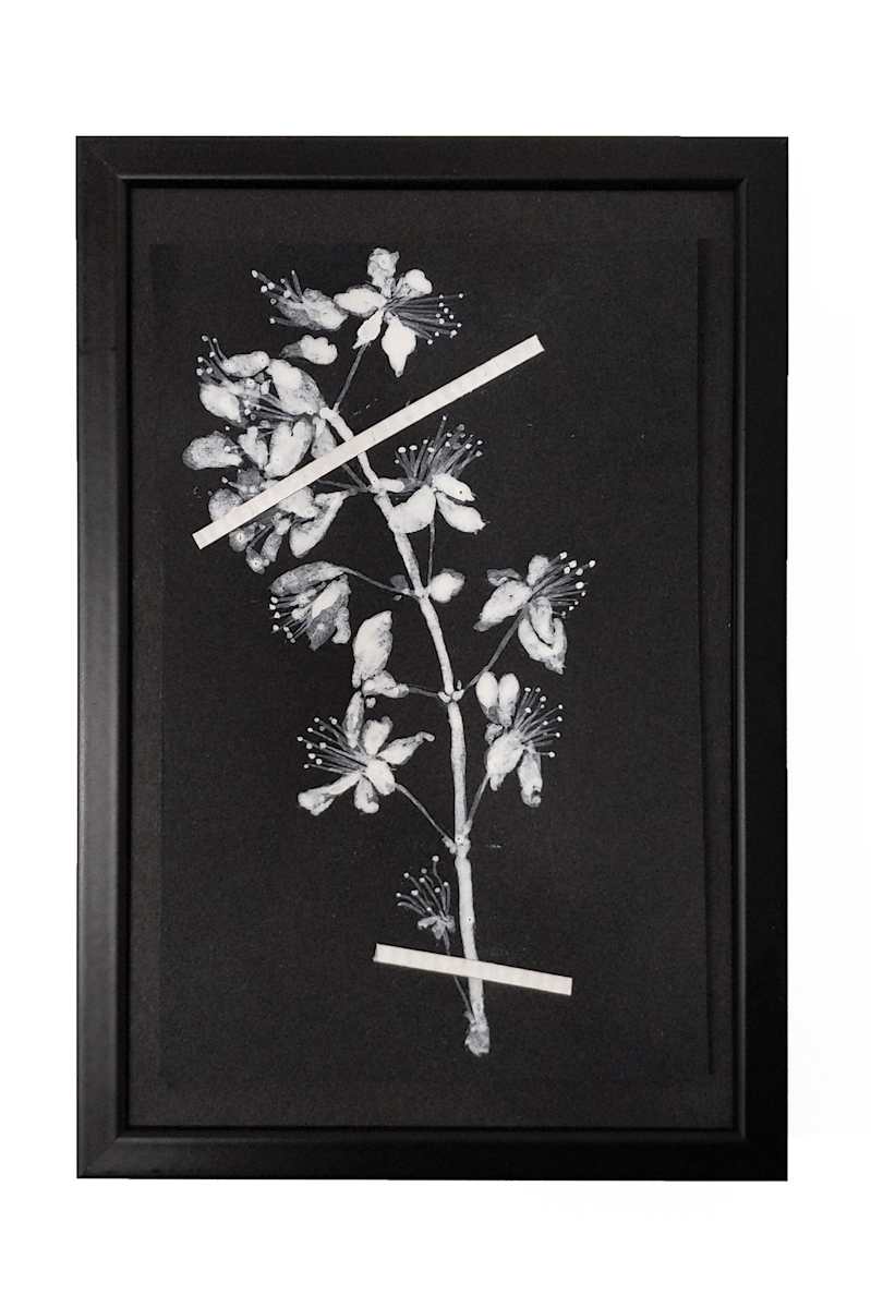 Dessin d'herbier #4 by Thomas Tronel Gauthier 