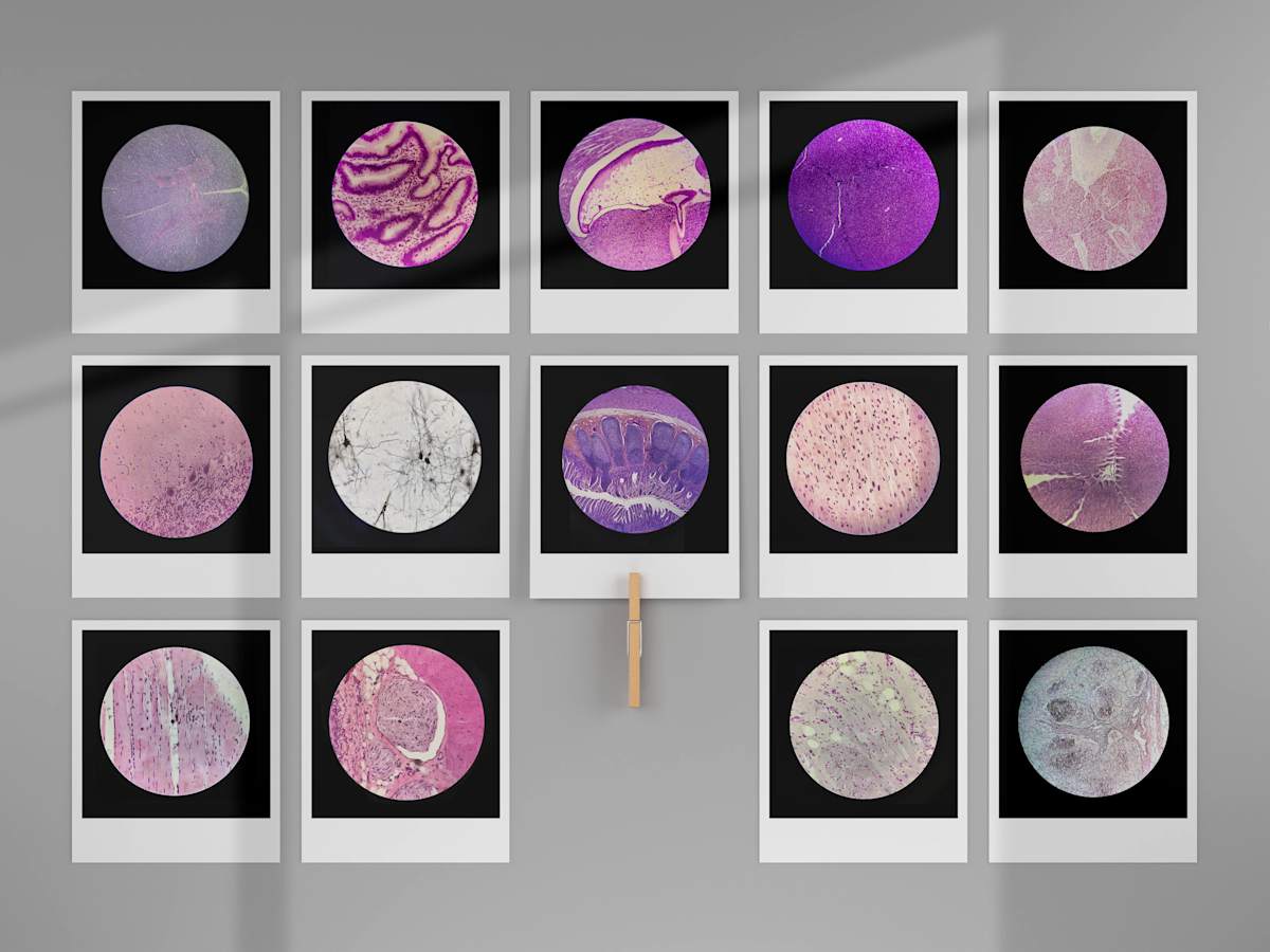 Microscopic Photography by Breanna Cole, Image 1.