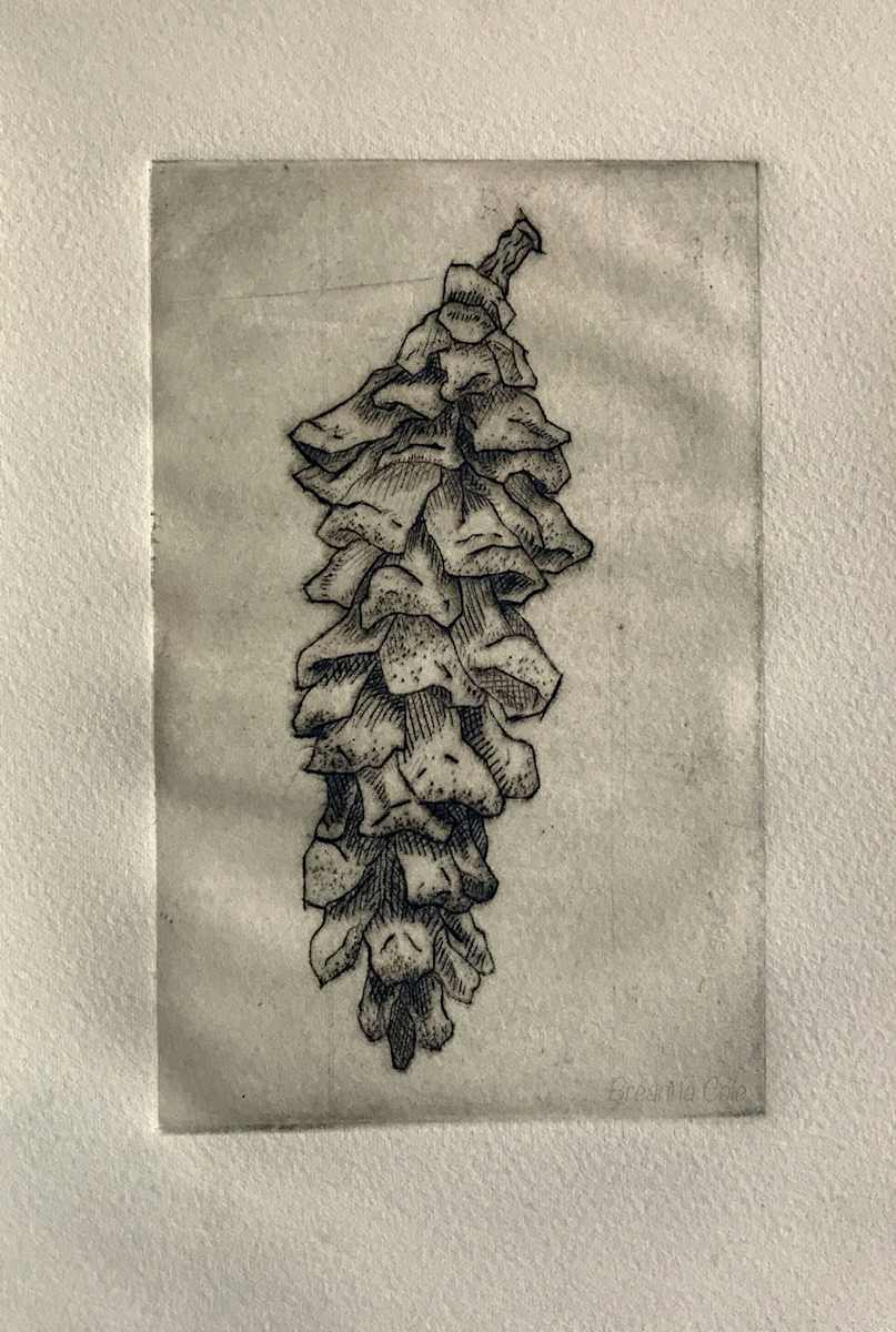 Pinecone by Breanna Cole, Image 1.
