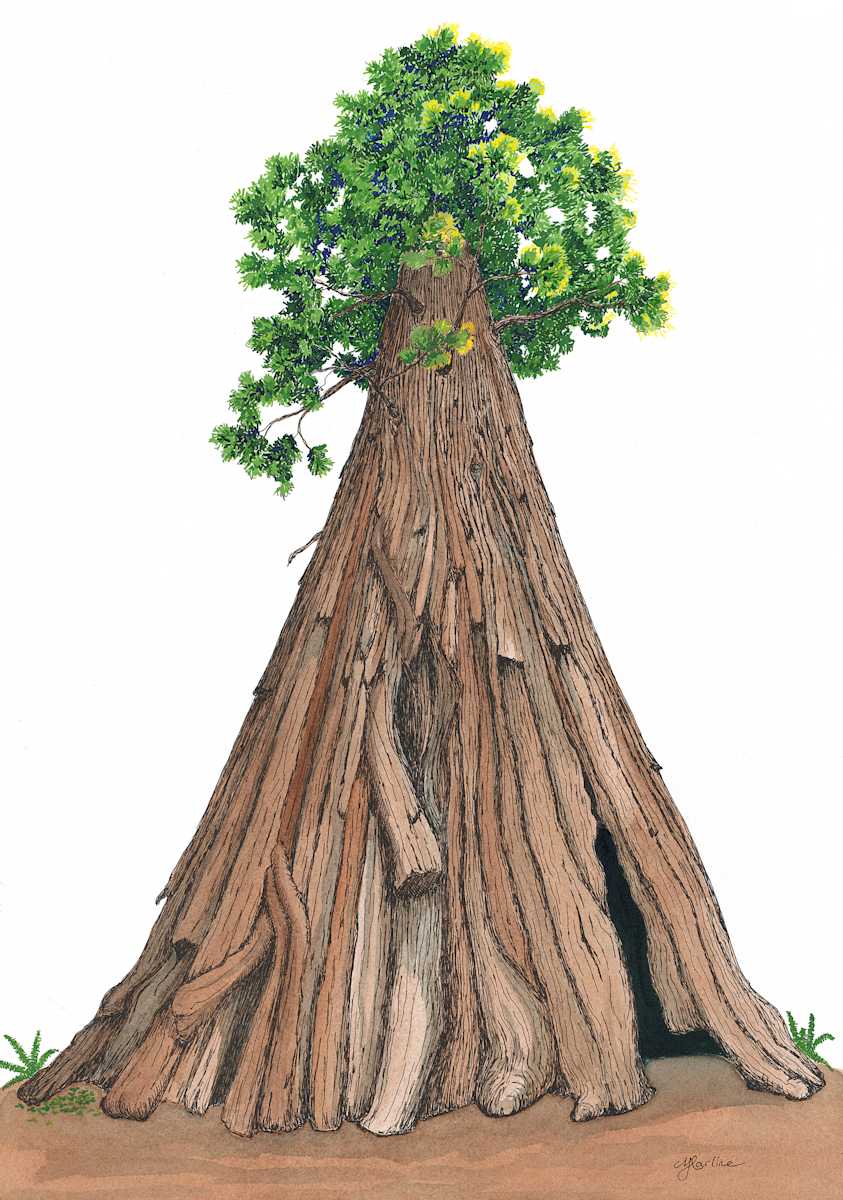 Intrepid Redwood by Matt Harline, Image 1.