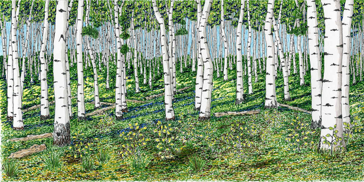 Passing Through Time by Matt Harline  Image: Ancient Aspen Grove named Pando, near Fish Lake, Utah