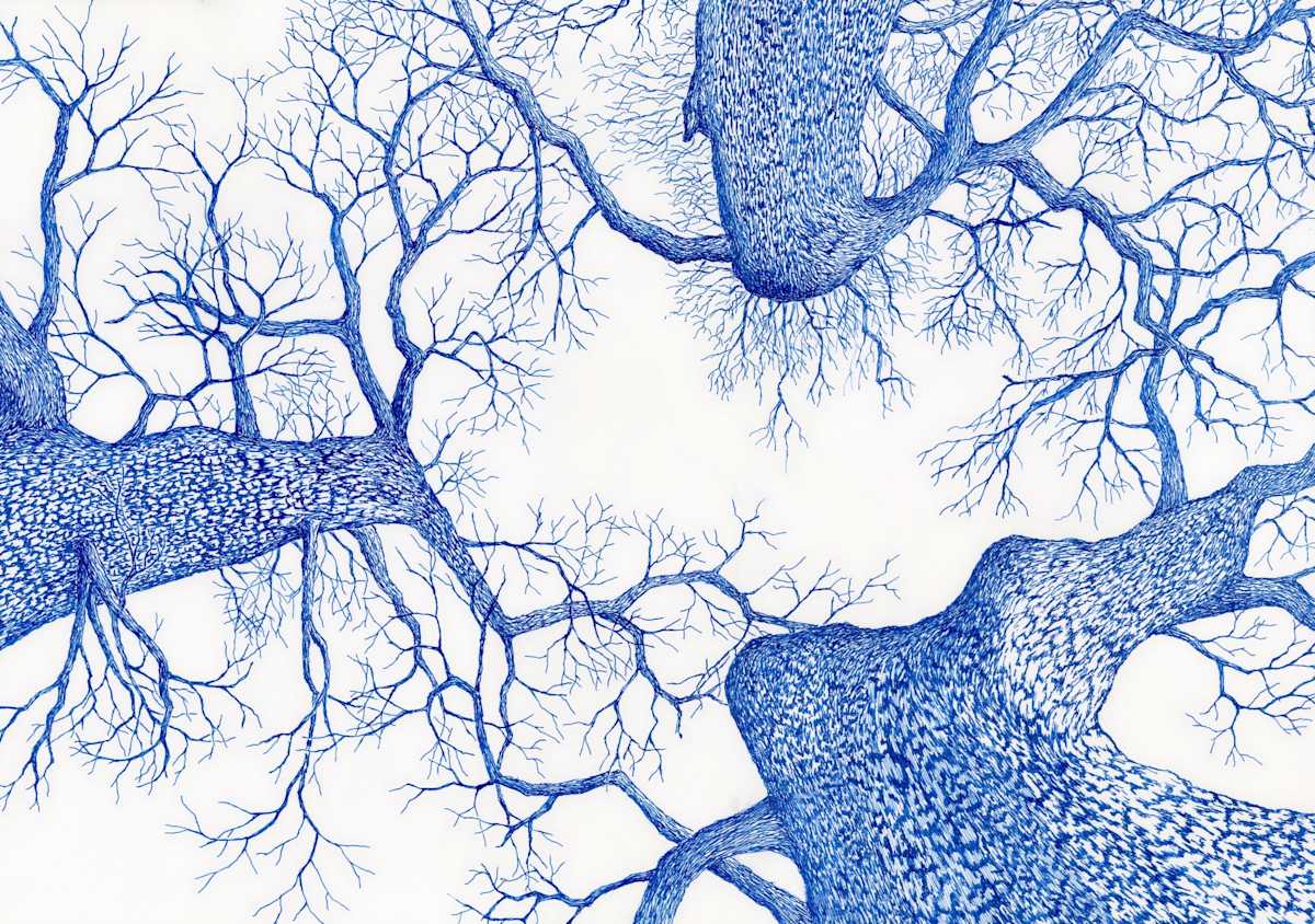 Peering Skyward by Matt Harline  Image: Looking Up between three old oak trees that have fused into a single trunk