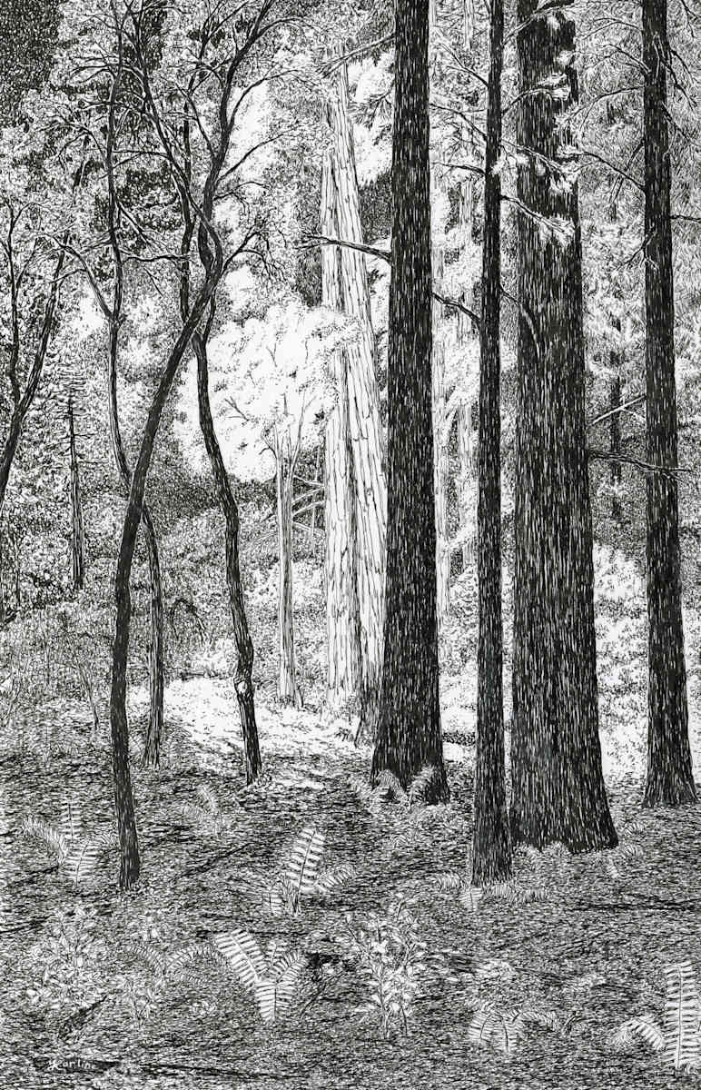 Sunlight and Shadow by Matt Harline  Image: Sunlight filtering through the towering redwoods illuminate an oak among the redwoods.