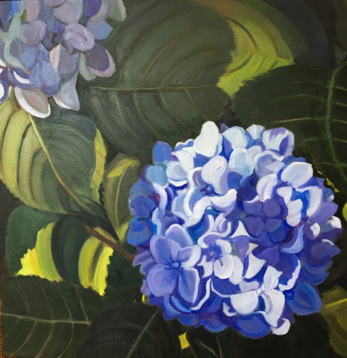 Blue Hydrangea by Victoria M  Le  Vine 