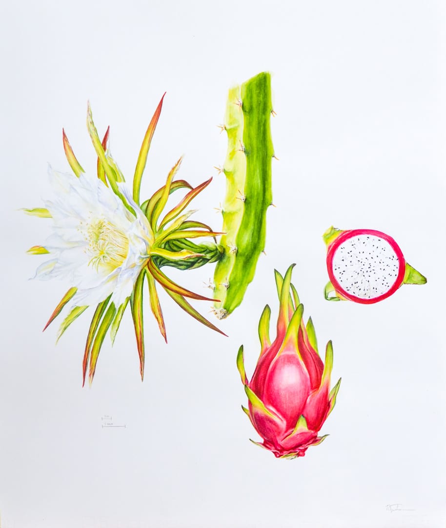 Pitaya Illustration by Robyn Palescandolo 