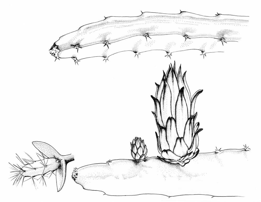 Pitaya Cactus by Robyn Palescandolo 