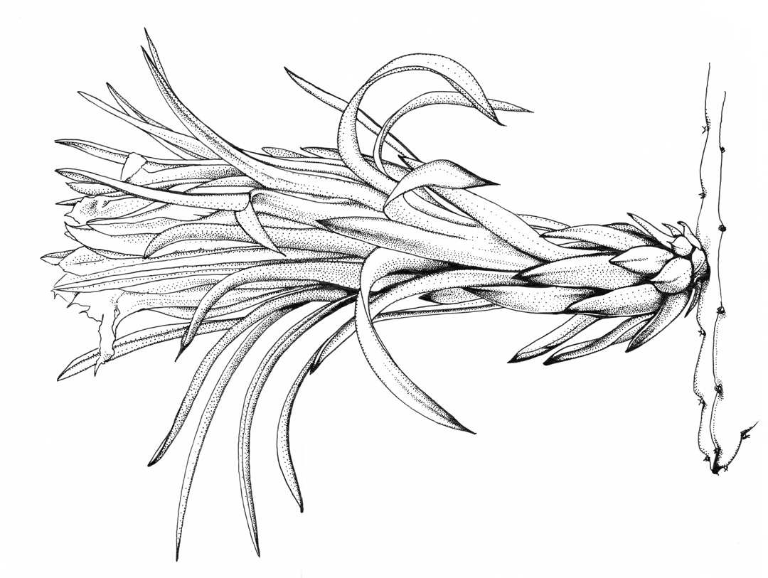 Pitaya Flower by Robyn Palescandolo 