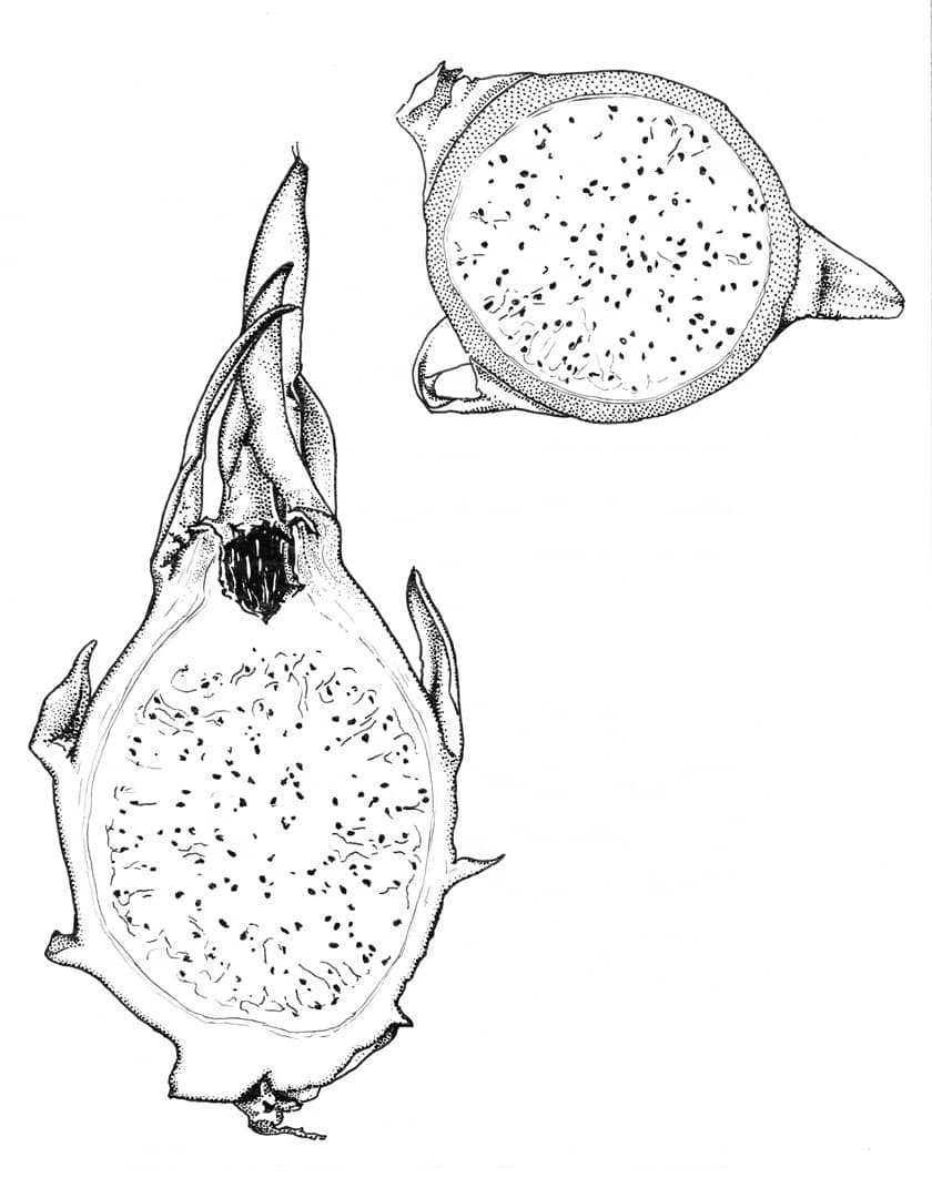 Pitaya Fruit Cross Section by Robyn Palescandolo 