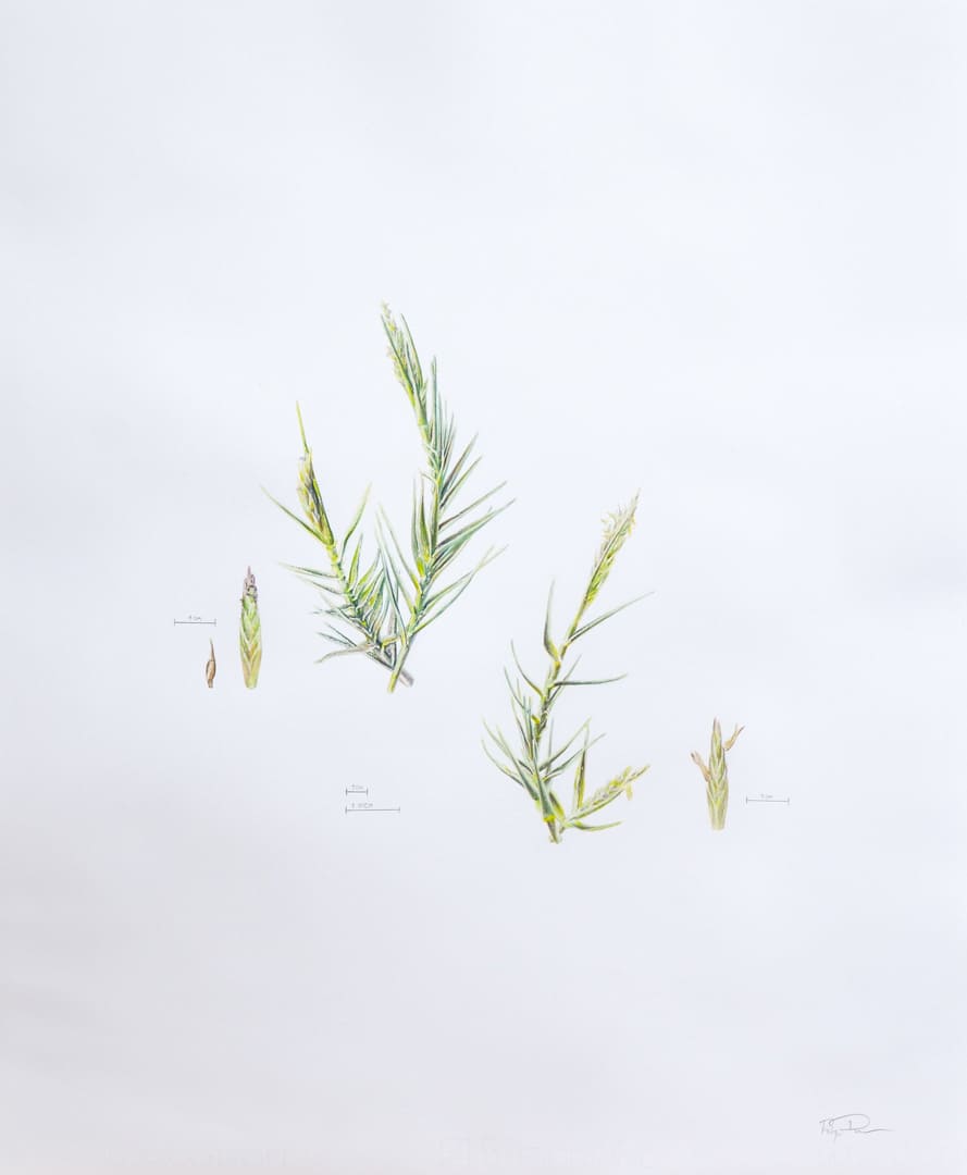 Saltgrass Illustration by Robyn Palescandolo, Image 1.